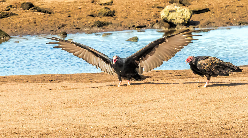 The landing, Turkey Vulture. Jim J, Thank you for 2.4 million Views