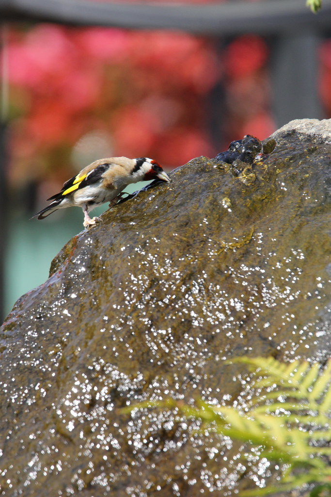 Goldfinch take a drink in the hot weather, Hillview, UK. Flickr