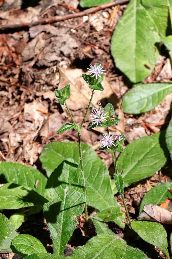 001 Devil's Grandmother, Elephantopus tomentosus Pat Serio Flickr
