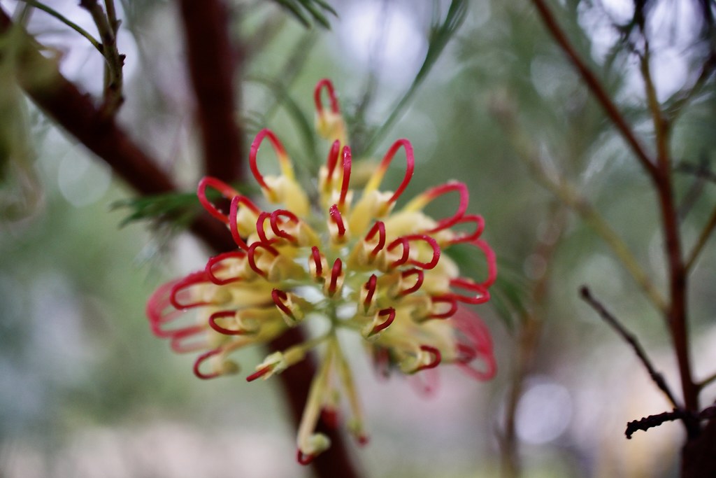 Toothbrush Flower Grevillea, Bushland Resport Christine