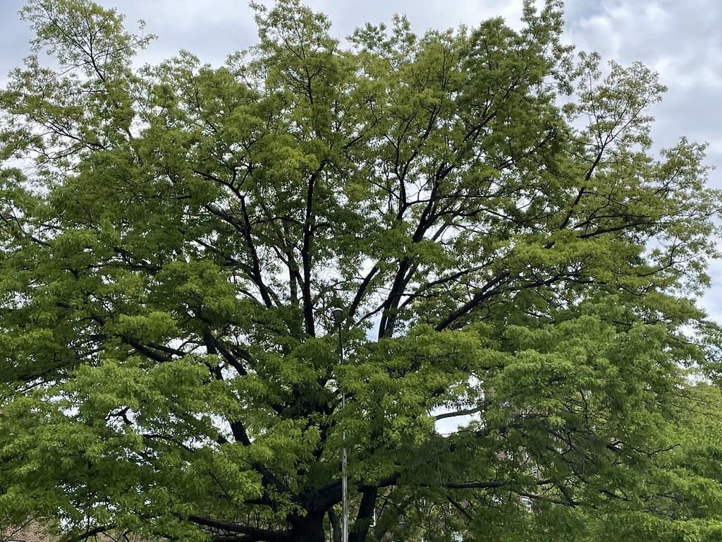 Tree Just some stupidly big tree near me Lia Reenhill Flickr