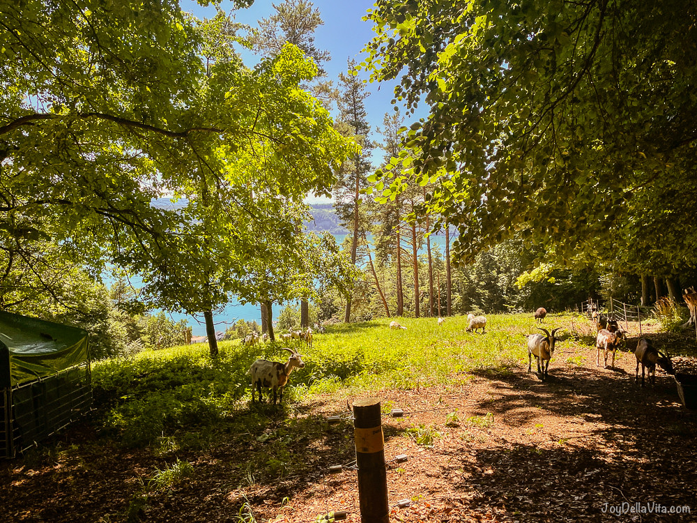animals hike lake constance sipplingen ueberlingen Flickr