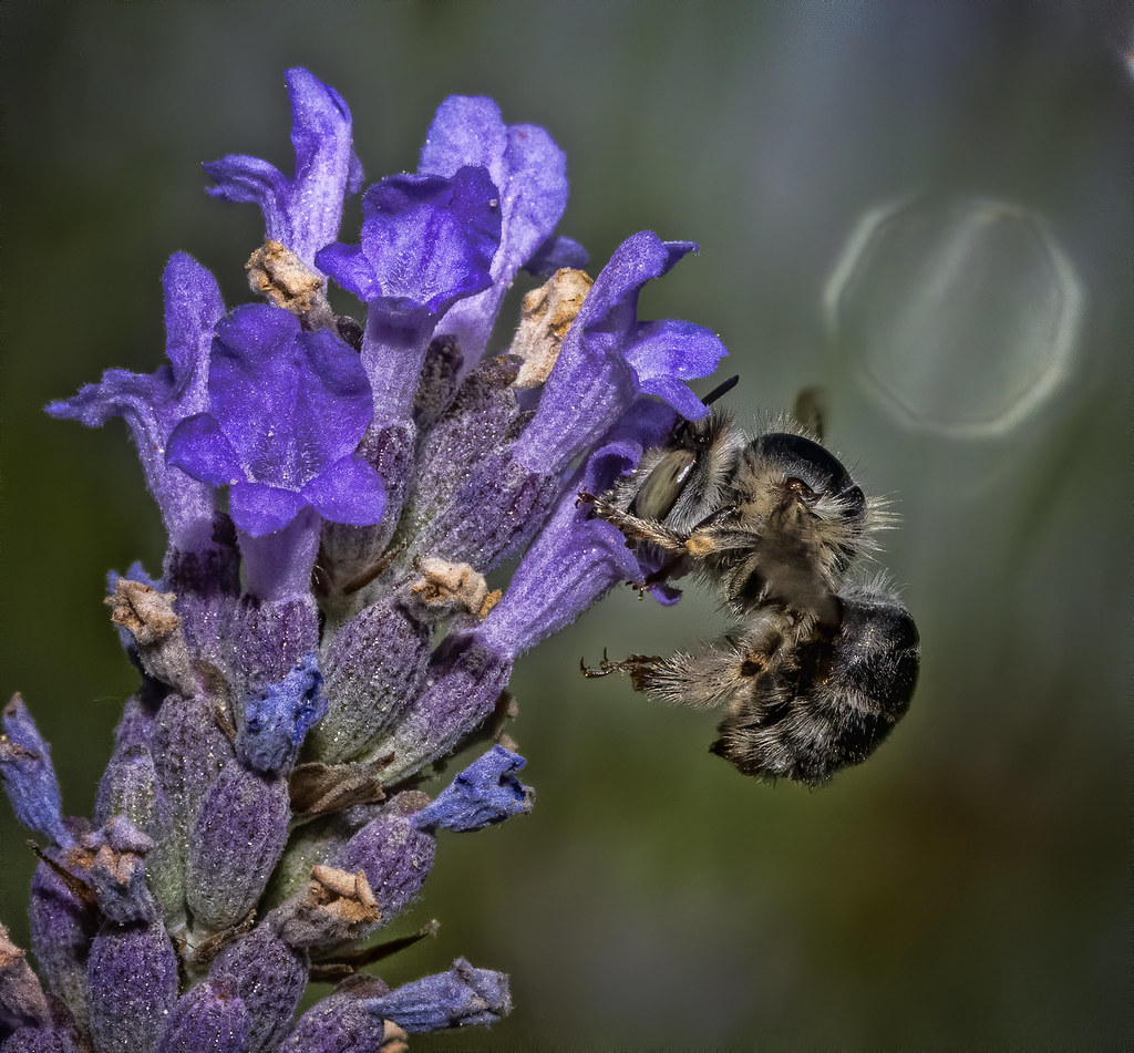 GreenEyed Flower Bee, Hayling Island August 2022 (2) Flickr