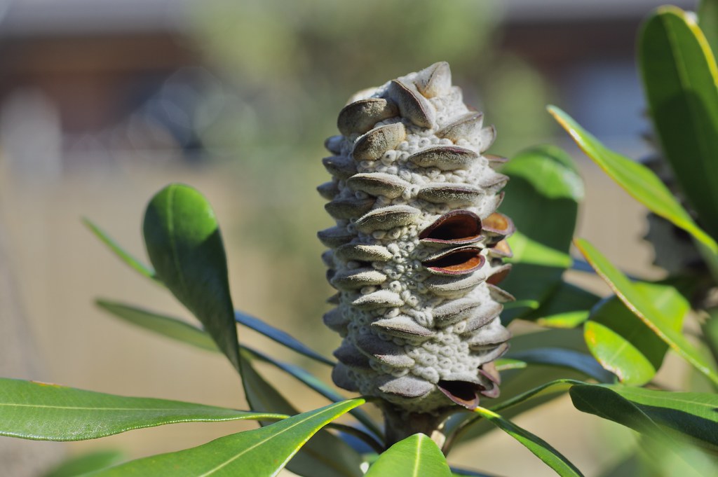 Cone of Banksia verticillata These cones remain firmly clo… Flickr