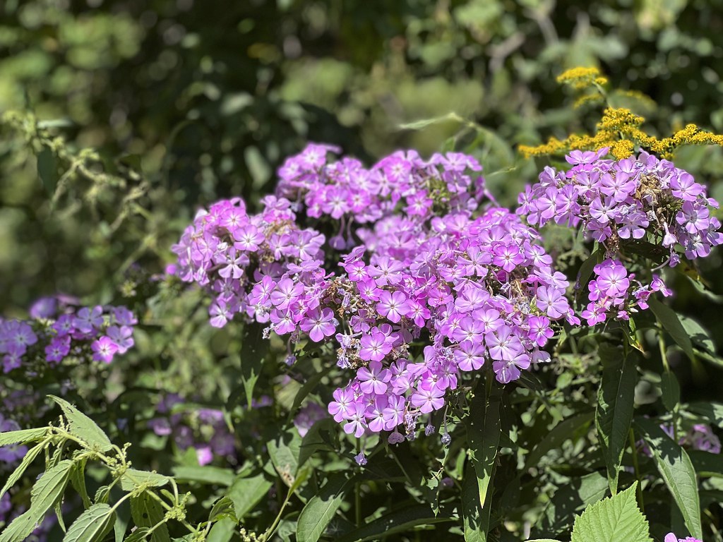 Untitled Mountain_Air Flickr