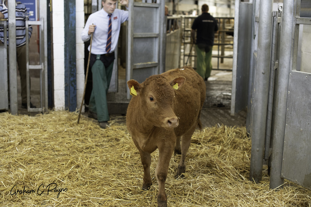 Exeter Livestock Centre, Exeter, Devon Graham Payne Flickr