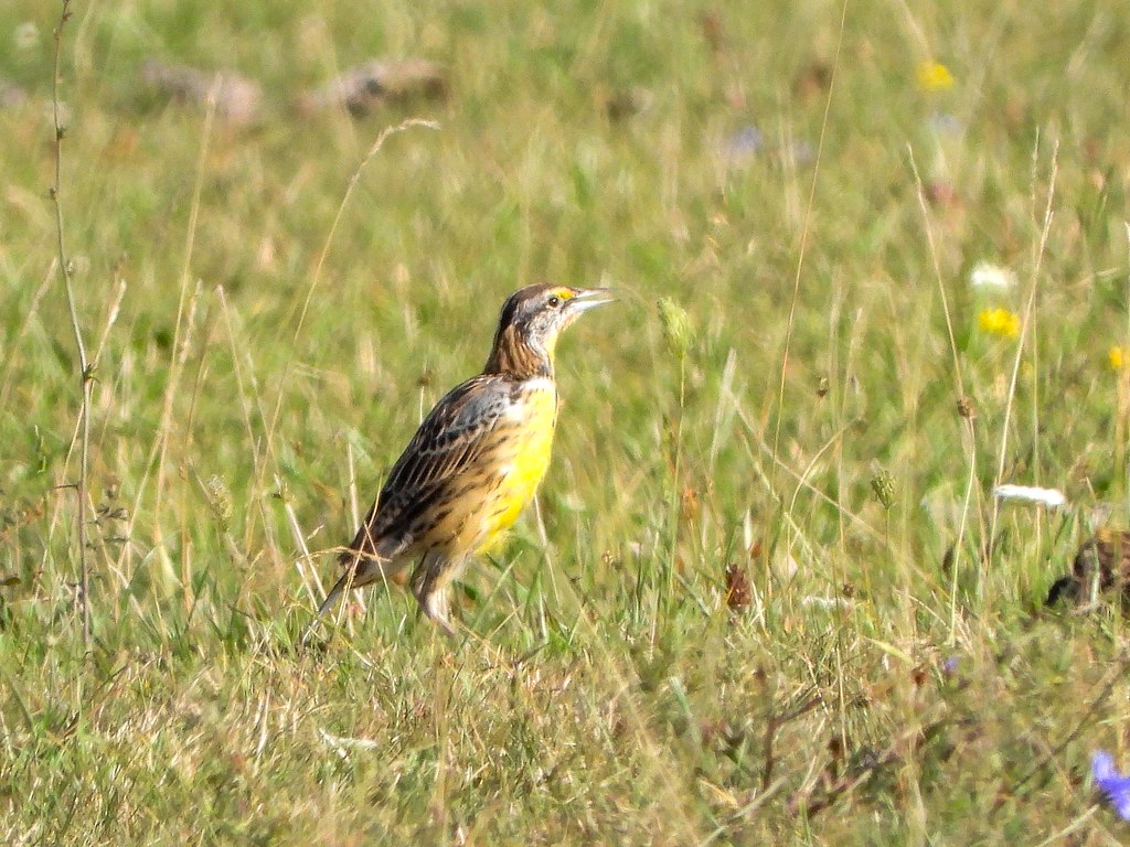 Icteridae Eastern Meadowlark, juvenile, May Road, Wilber T… Flickr