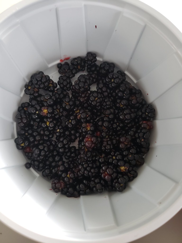 early morning wild blackberry harvest Tanya Flickr