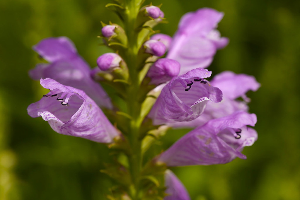 Flowers Flowers at the Albuquerque Botanic Garden Mike Stoy Flickr