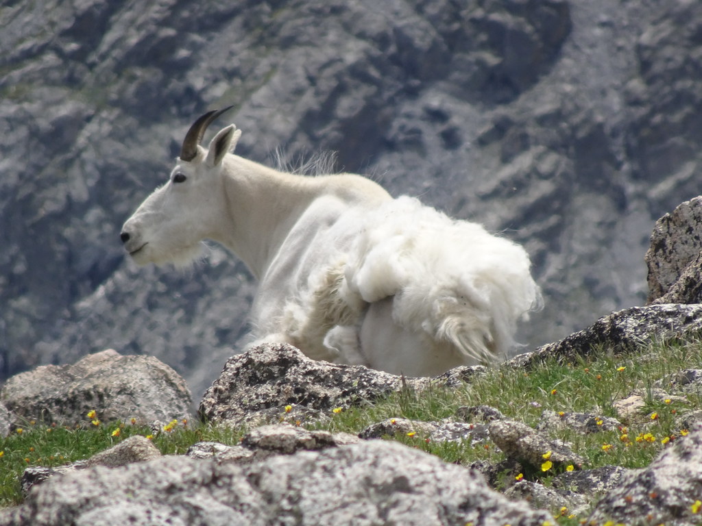 DSC03849 Shaggy goat below Pawnee pass, Indian Peaks wilde… Flickr
