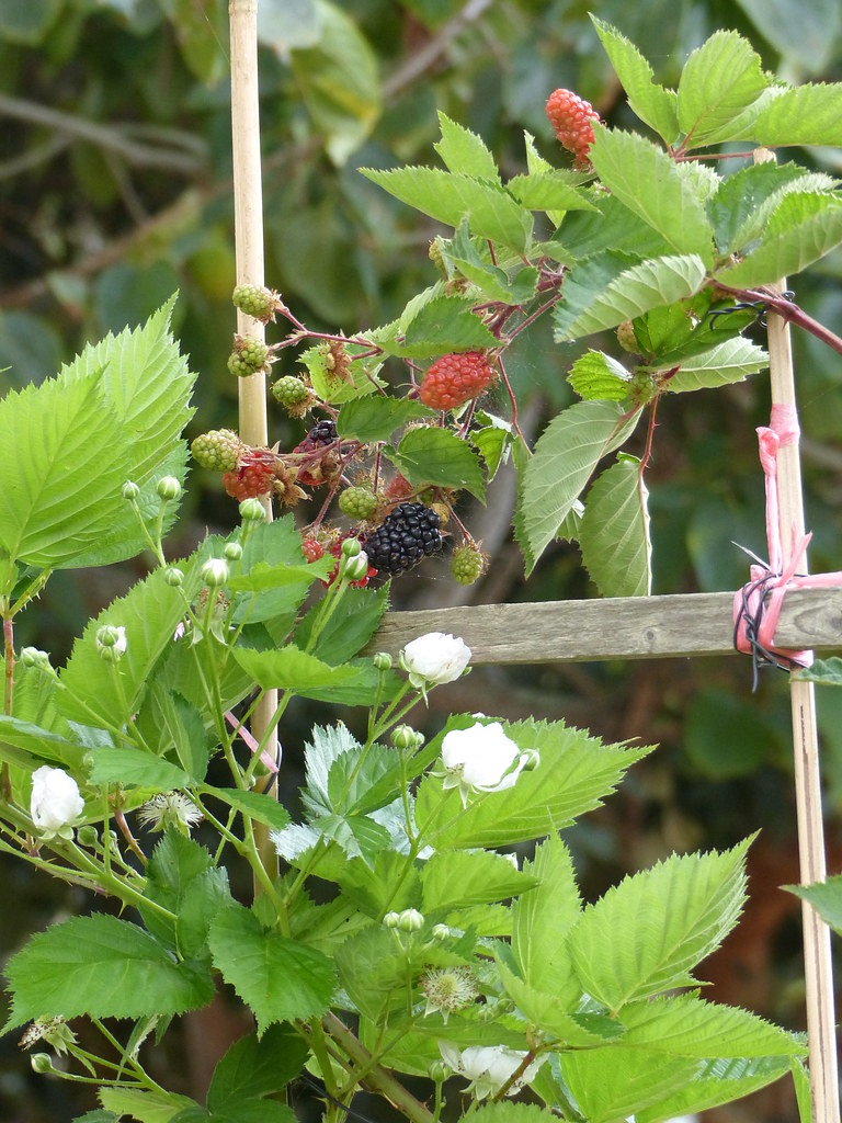 Blackberry blossoms and berries on their way! Cerena Childress Flickr