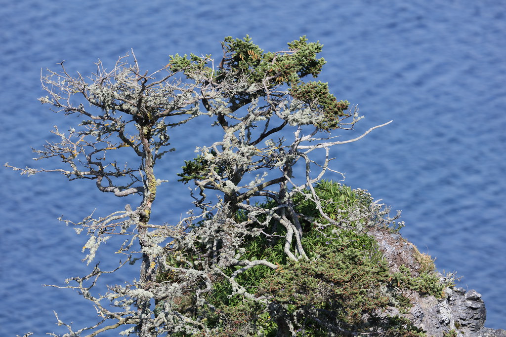 Tree on rock Tickle Bay I Ian Cartwright Flickr