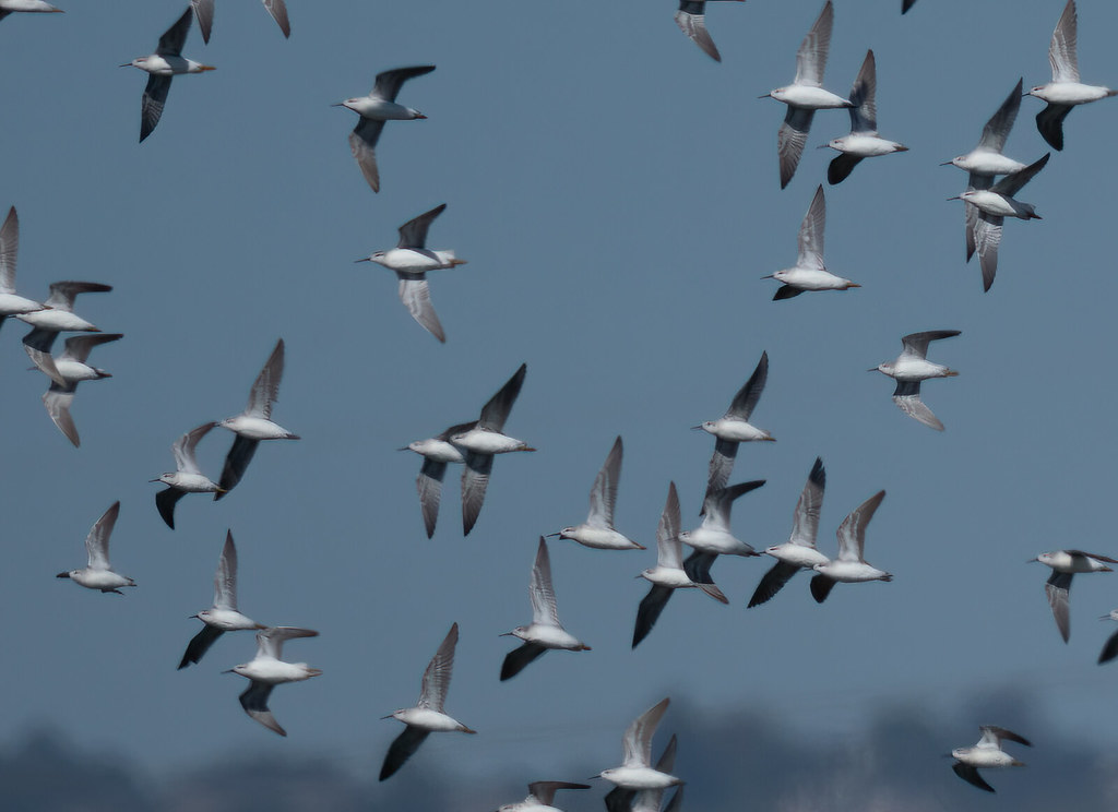 Hayward Shoreline BirdRednecked Phalaropes Flushed by a … Flickr