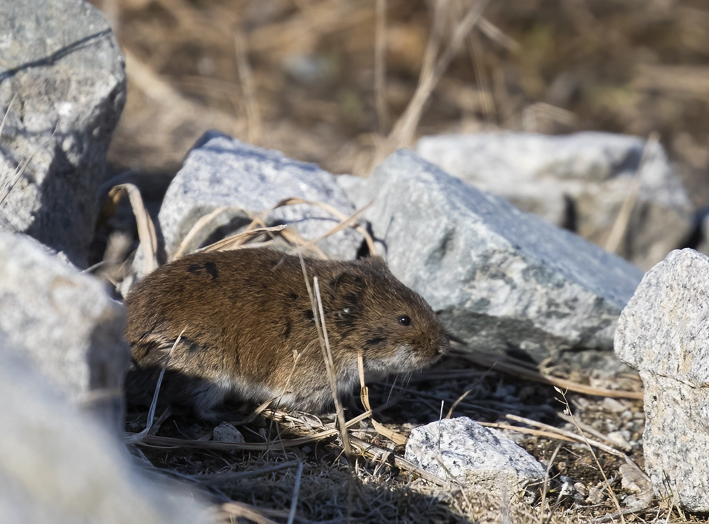 Tundra Vole PSeubert Flickr