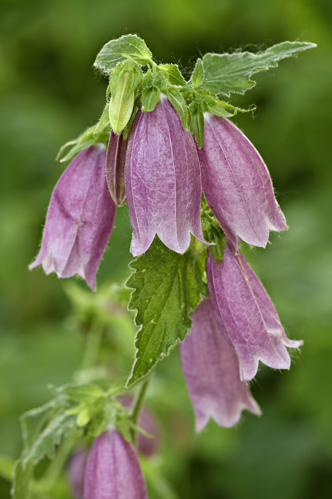 Flowers Flowers at the Albuquerque Botanic Garden Mike Stoy Flickr