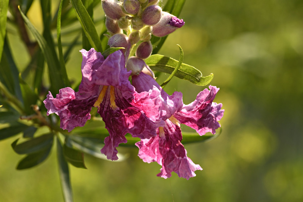 Flowers Flowers at the Albuquerque Botanic Garden Mike Stoy Flickr