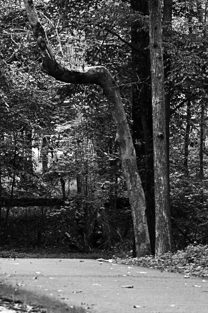 McDaniel Farm Park bent tree A beautiful, peaceful day at … Flickr