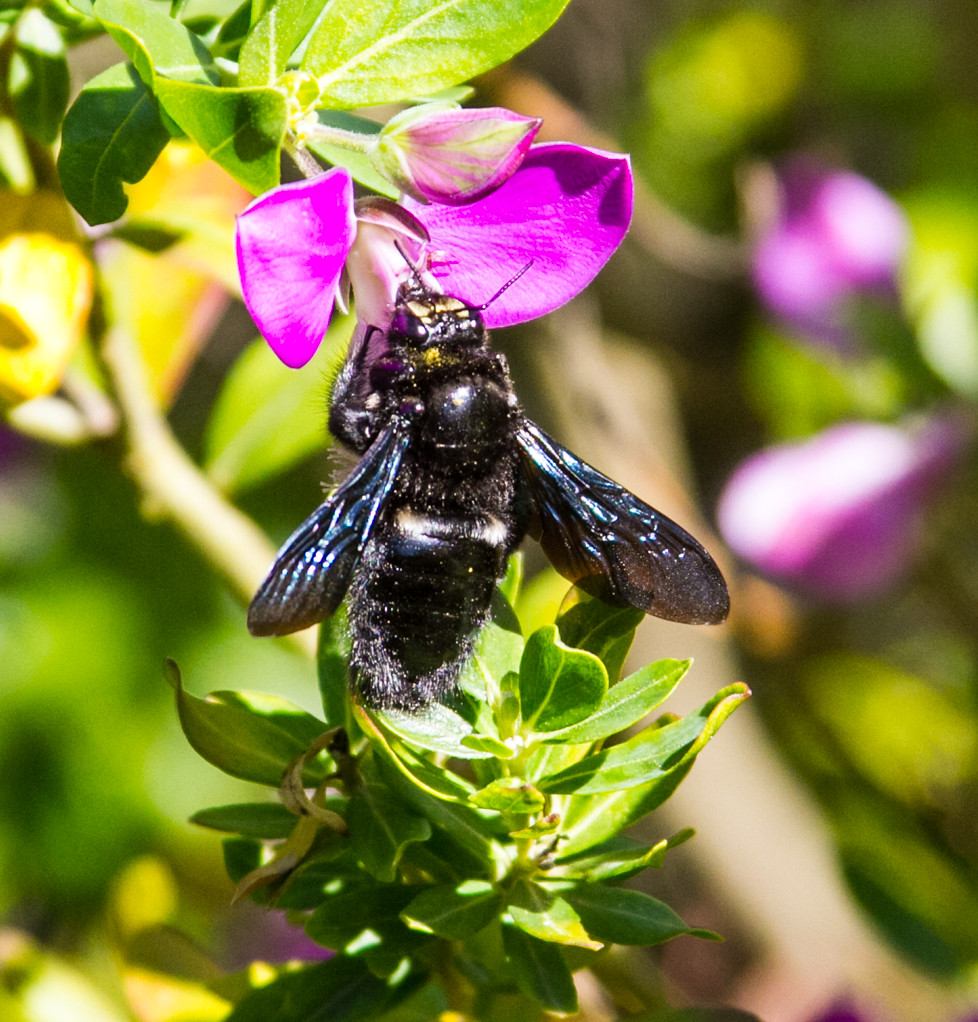 Up Close Southern Carpenter Bee Merle Clarence Flickr