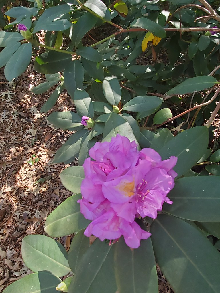 Norfolk Botanical Garden October 2021 Norfolk VA MisterQque Flickr