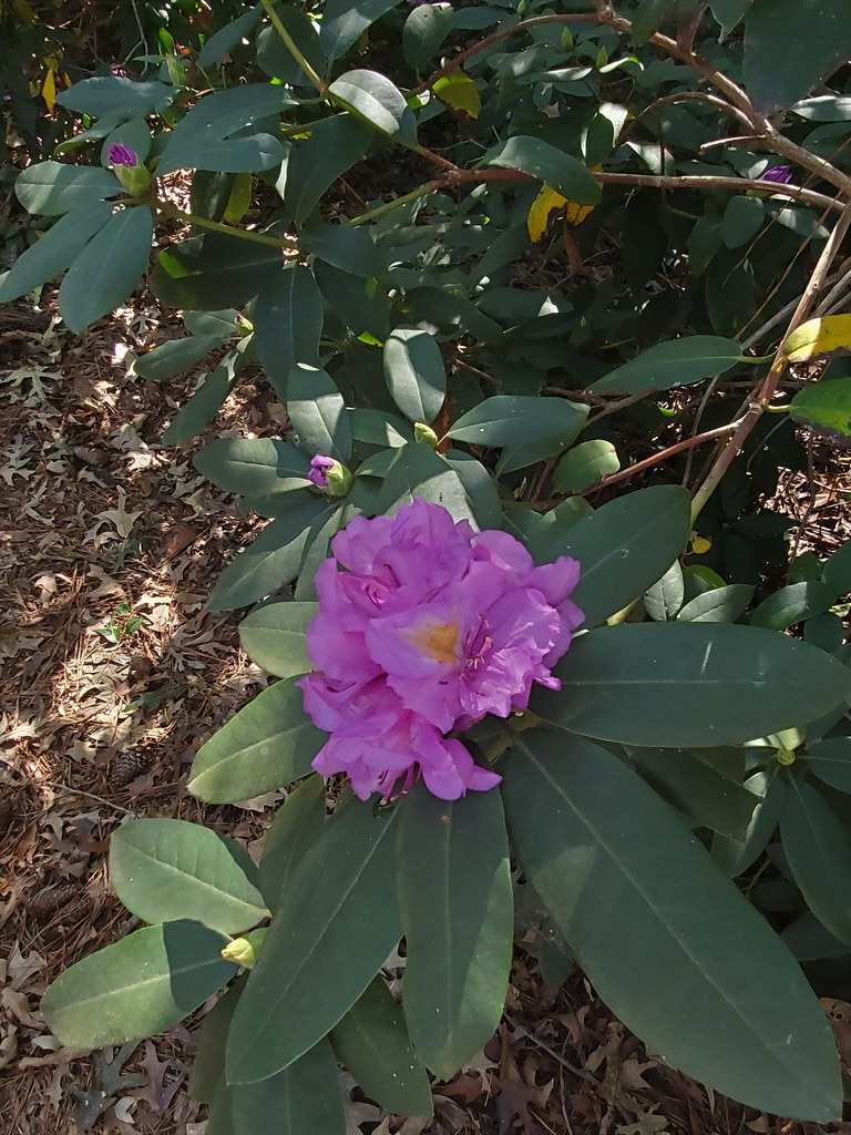 Norfolk Botanical Garden October 2021 Norfolk VA MisterQque Flickr