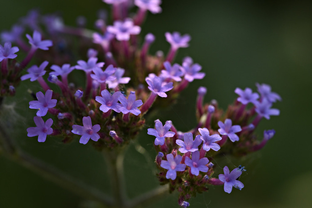 Flowers Flowers at the Albuquerque Botanic Garden Mike Stoy Flickr