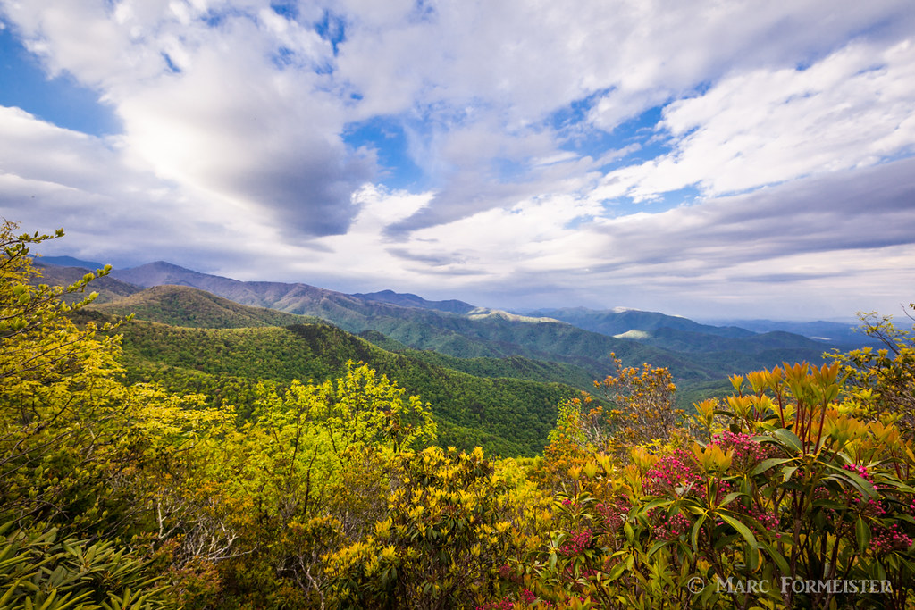 Budding Mountain Laurel atop Brushy Mountain, NC Marc Formeister Flickr