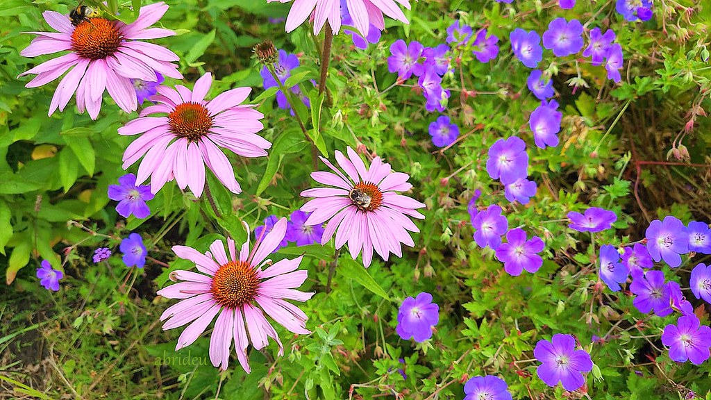 Cone Flowers abrideu Flickr