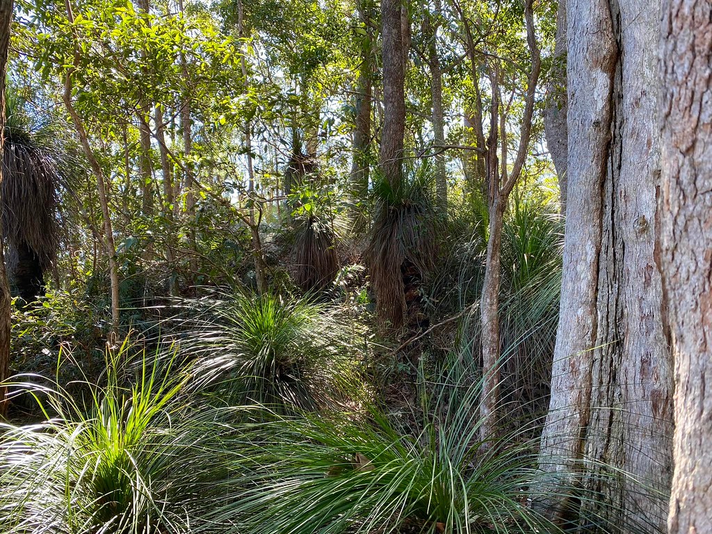 Queensland Grass trees on the mountains west of Brisbane… Flickr