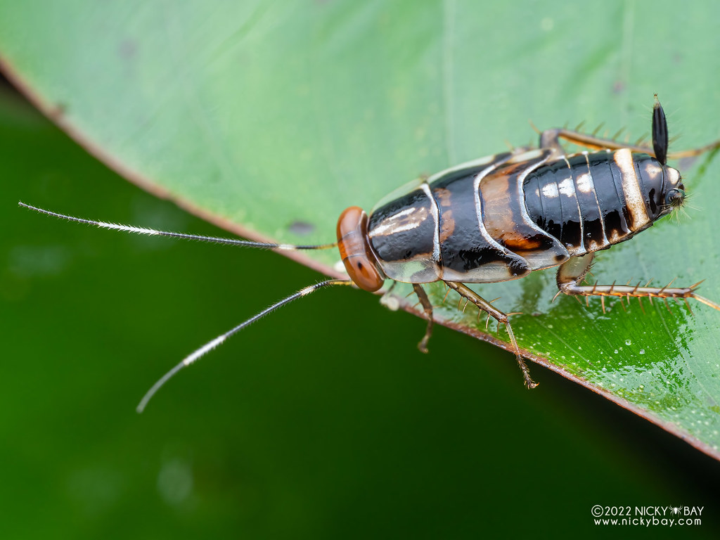 Wood cockroach nymph (Euphyllodromia sp.) P6121827 Flickr