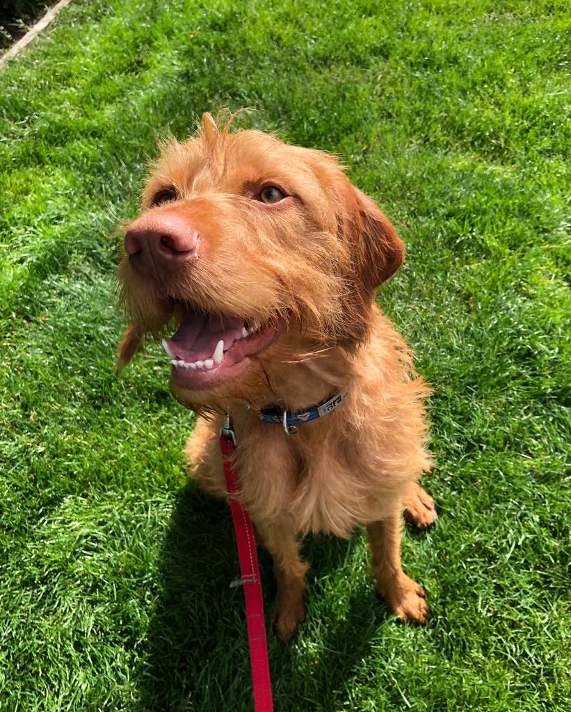 best dog hotel boarding place for my puppy in vancouver ne… Flickr