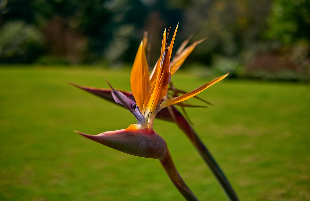 Bird of paradise 3 Botanical Gardens Melbourne Tony Camilleri Flickr