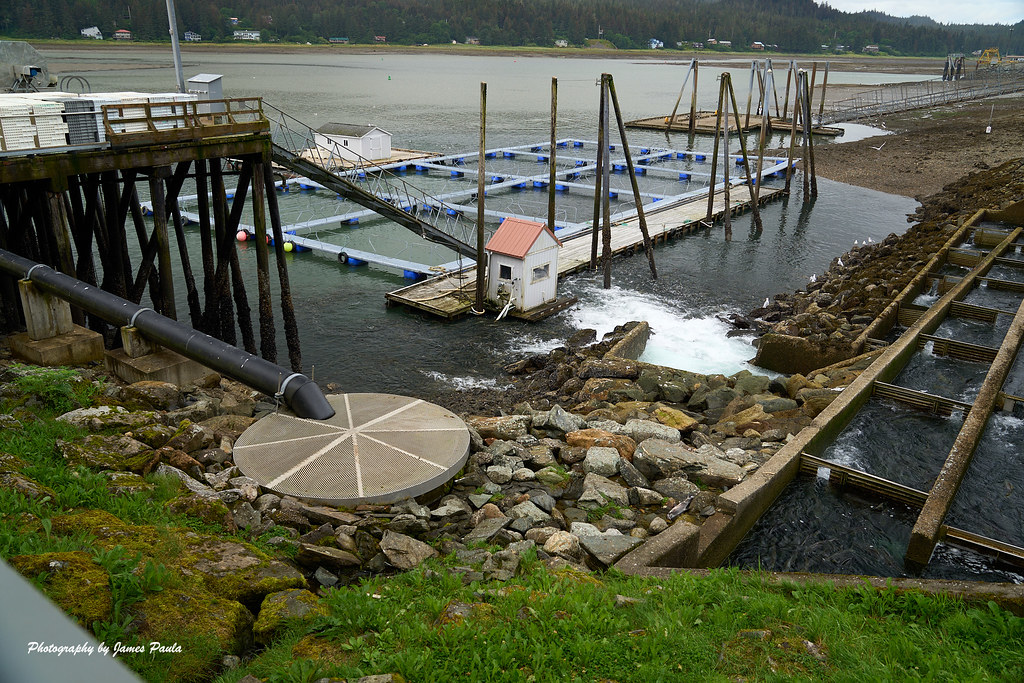 20220801 Macaulay salmon Hatchery 15 Jim Paula Flickr