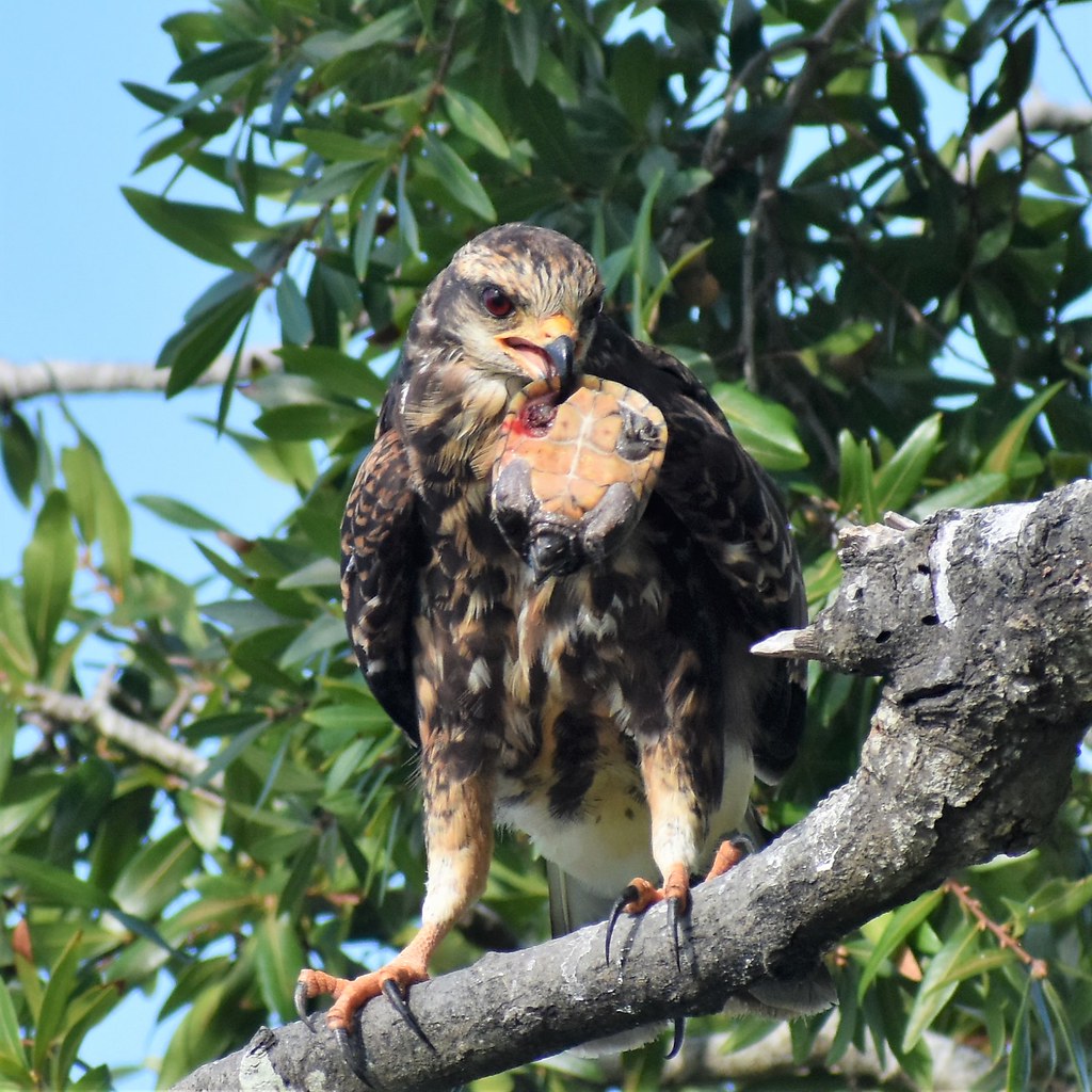 Juvenile Snail Kite A young snail kite with a turtle on La… Flickr