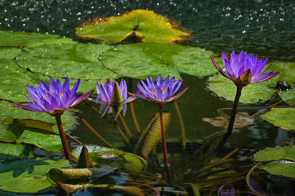 Old Westbury Gardens, Old Westbury, New York James Robertson Flickr