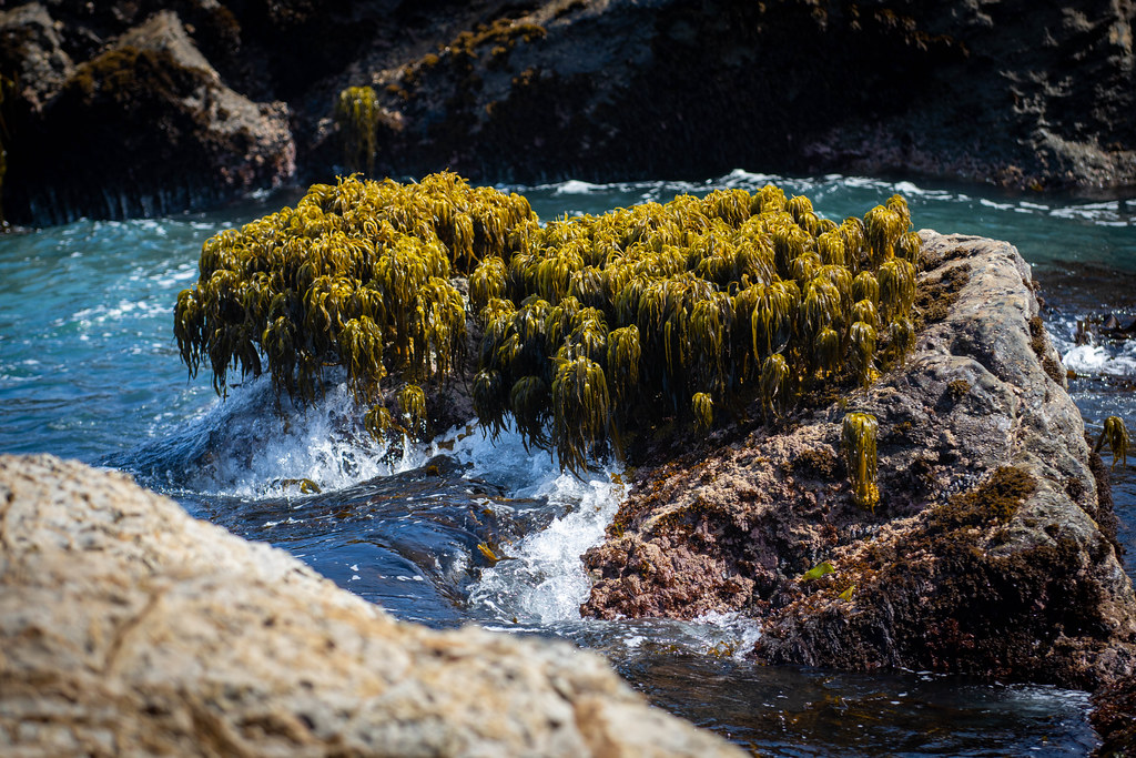 Sea palms Hiking at Public Lands, Mendocino Co, … Dale