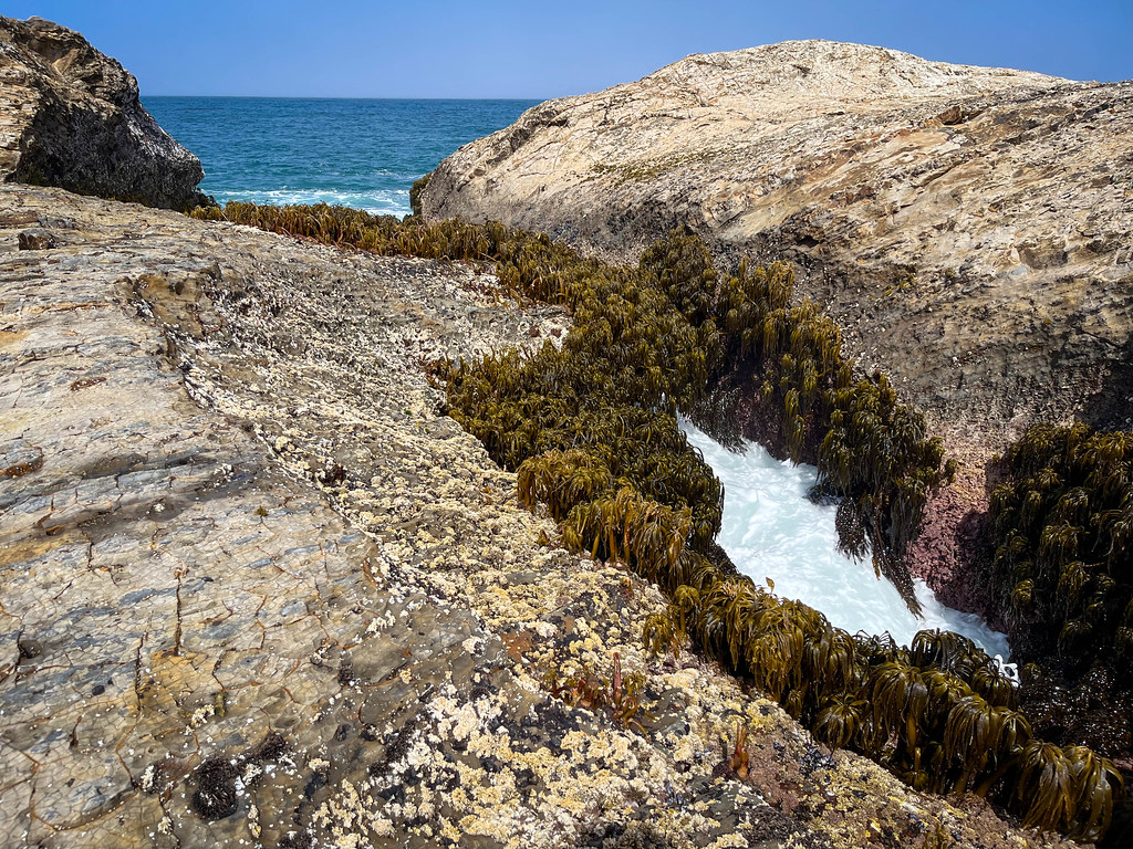 Sea palms Hiking at Public Lands, Mendocino Co, … Dale
