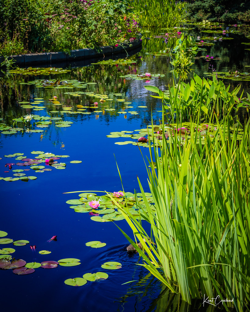 A Garden Peace in The Garden Kent Copeland Flickr
