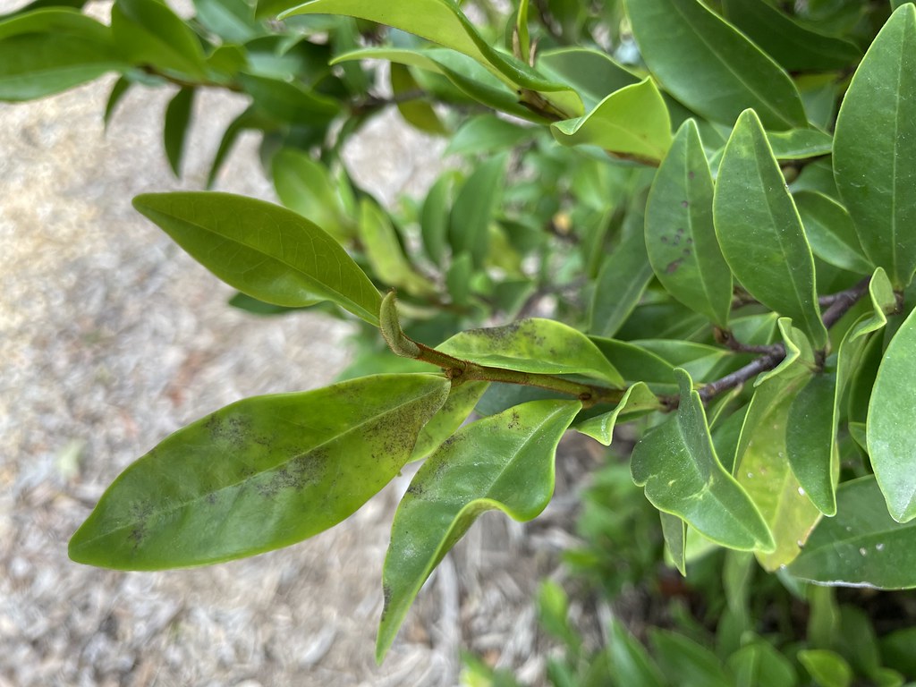 Magnolia figo Powdery Mildew in late summer Tracking a Ma… Flickr