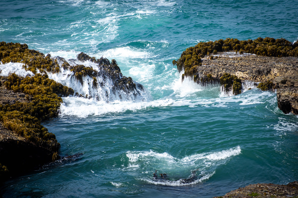 Sea palms Hiking at Public Lands, Mendocino Co, … Dale