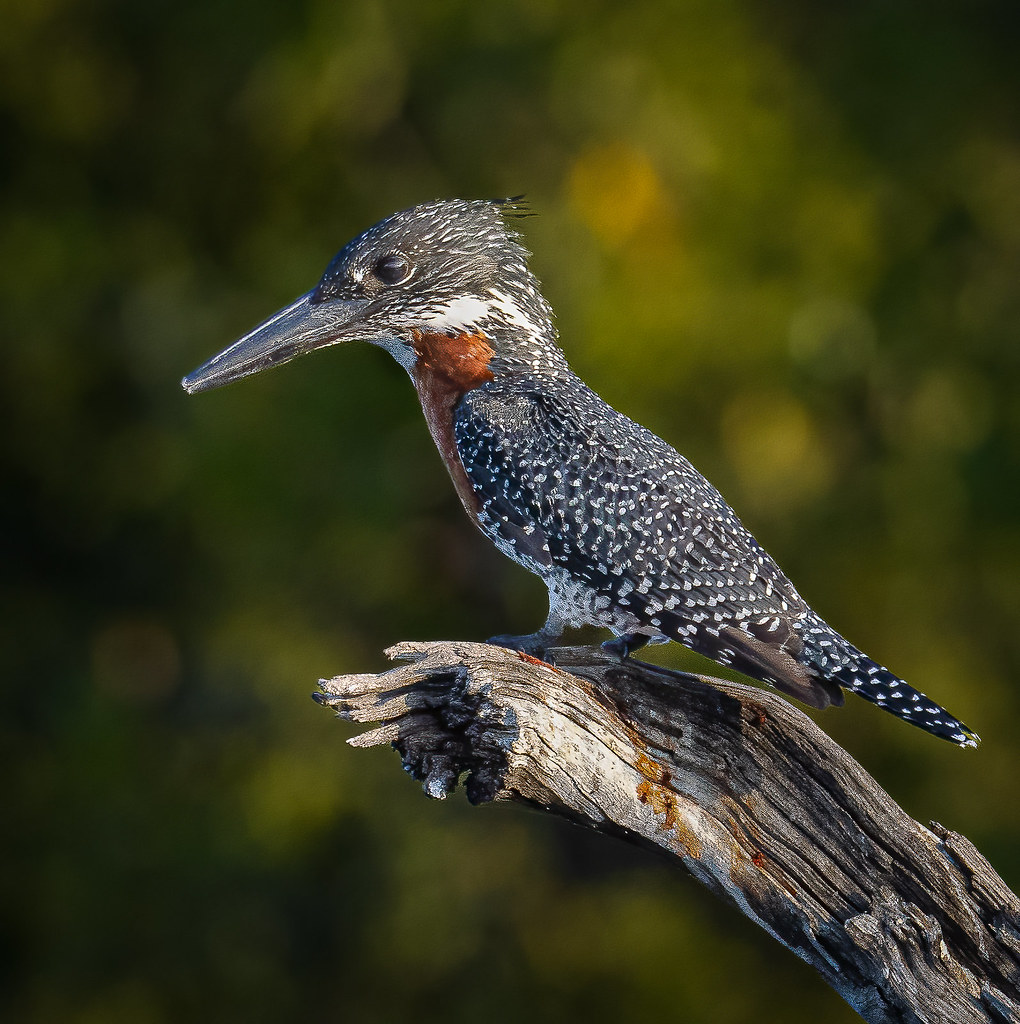 Giant kingfisher Gordon Ford Flickr