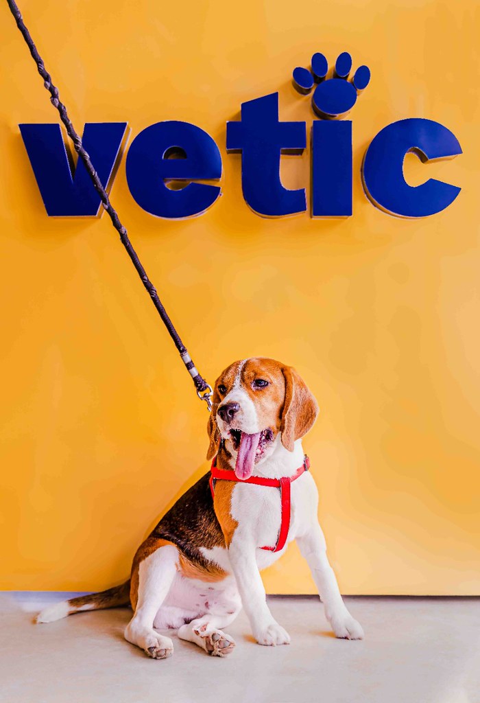 Veterinary clinic near me Vetic Petcare Flickr