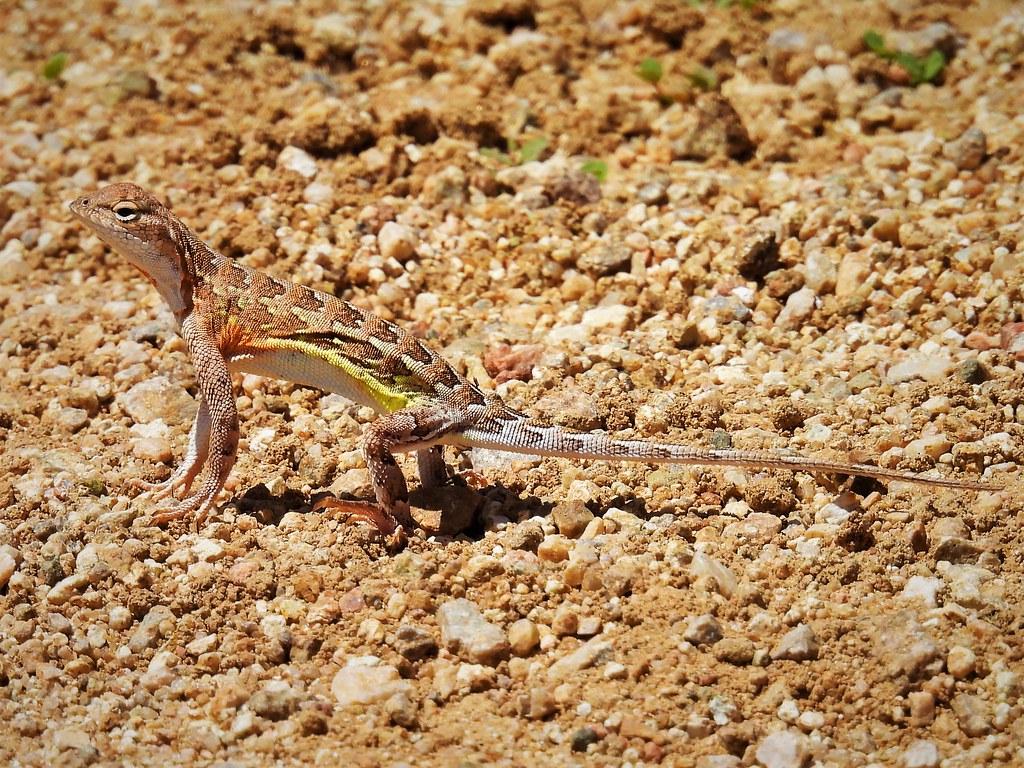 Elegant Earless Lizard A wellnamed Elegant Earless Lizard… Flickr