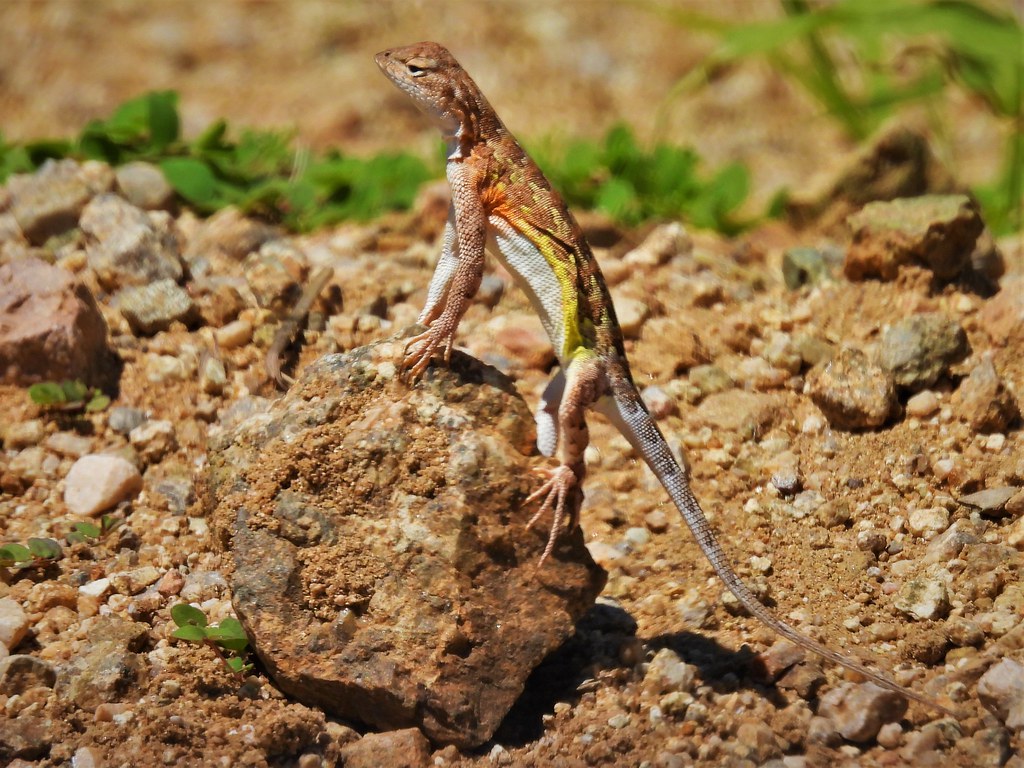 Elegant Earless Lizard A wellnamed Elegant Earless Lizard… Flickr
