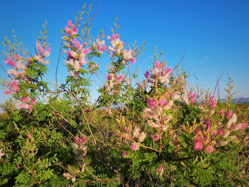Mesquite Flowers Arizona August 2021 Mesquite blooming w… Flickr