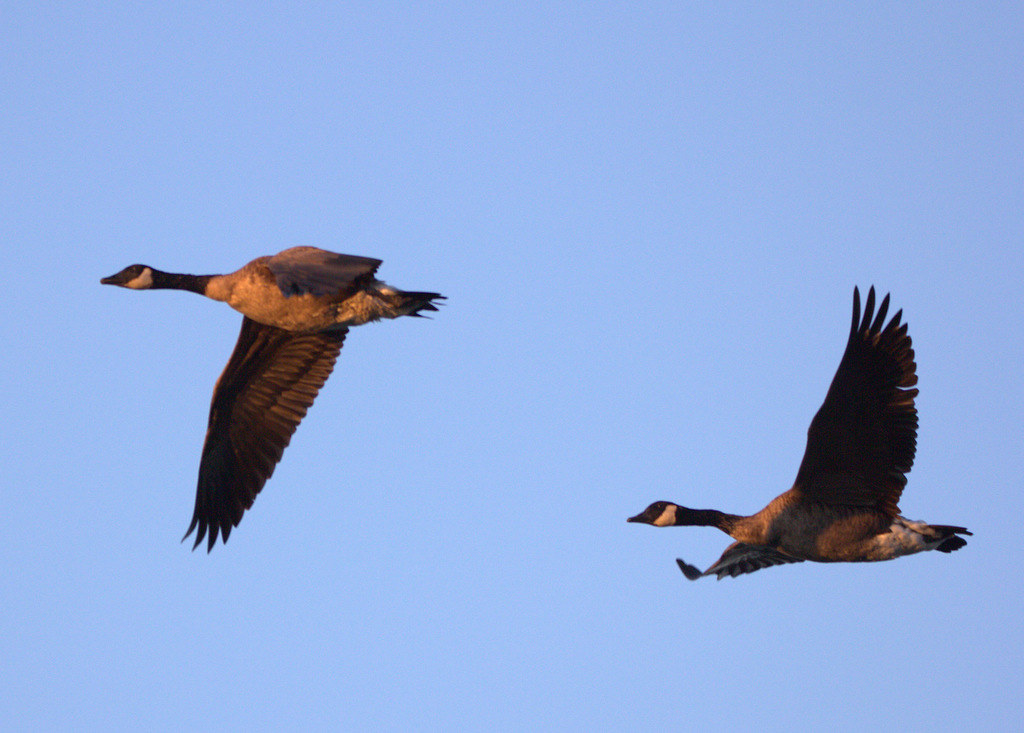 Canadian Geese Edward Fitzgerald Flickr