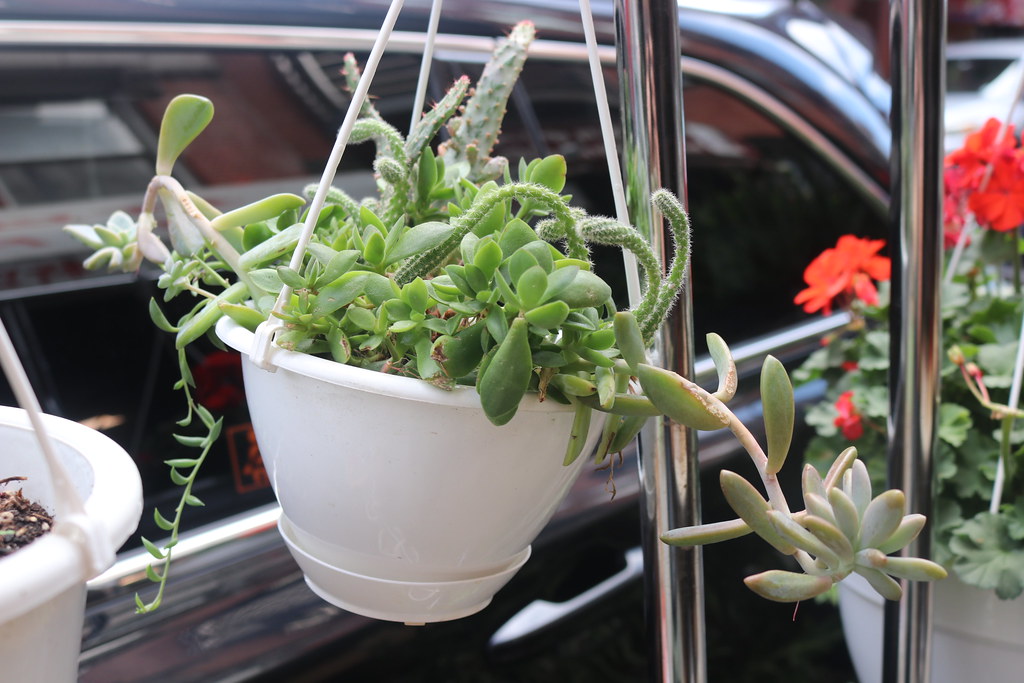 IMG_6453 G&J Florist, 91 Elizabeth St., Chinatown G&J Flor… Flickr