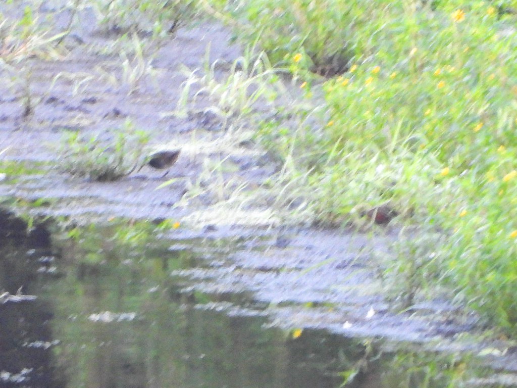 Rallidae Virginia Rail, Sanctuary, Wilber Township, Iosco … Flickr