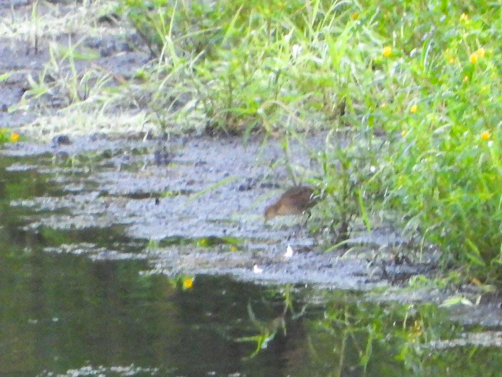 Rallidae Sora, Sanctuary, Wilber Township, Iosco County, M… Flickr