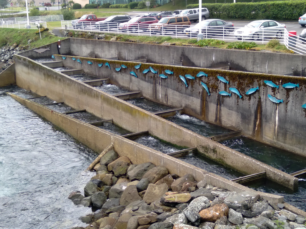 Macaulay Salmon Hatchery Fish ladder Katherine Briccetti Flickr