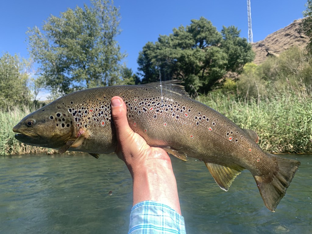 Brown trout Spain Hollis Duncan Flickr